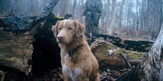 Does the dog die is Good Boy?